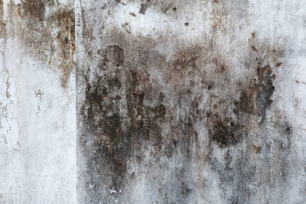 Best Mold Damage Restoration  in Pretty Bayou, FL