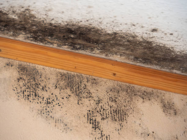 Best Forensic Mold Investigation  in Pretty Bayou, FL