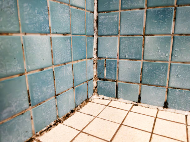 Best Crawl Space Mold Remediation  in Pretty Bayou, FL