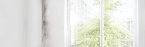 Best Comprehensive Air Testing for Mold Contaminants  in Pretty Bayou, FL