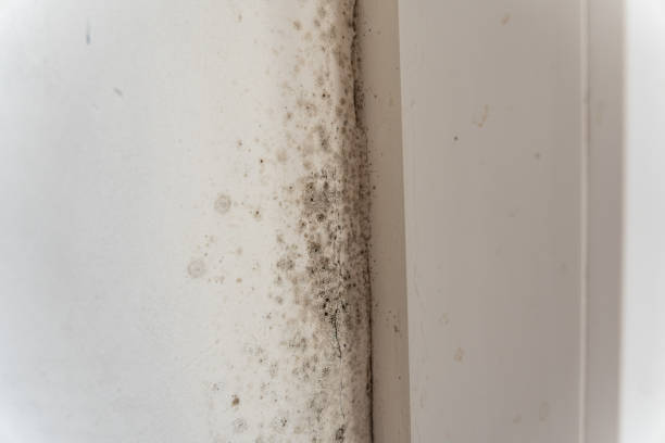 Professional Mold Removal in Pretty Bayou, FL
