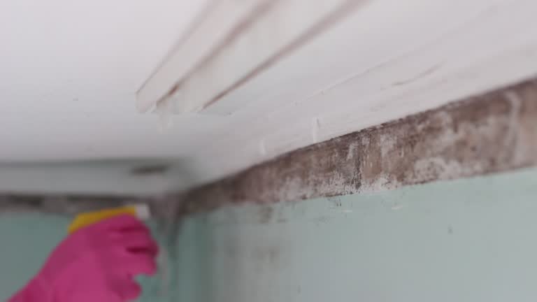 Best Attic Mold Removal  in Pretty Bayou, FL